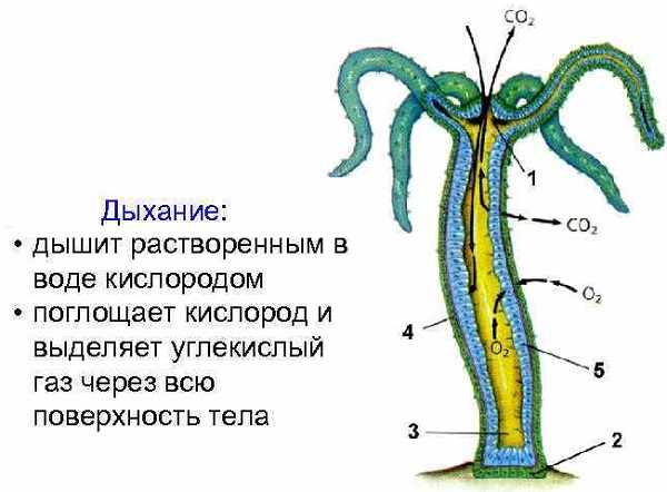 Что такое кракен плейс